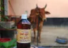 गो संरक्षण से गांवों में बढ़ेगी कमाई, 10 रुपये लीटर खरीदा जाएगा गोमूत्र