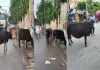 गुलमोहर एन्क्लेव सोसाइटी के गेट के बाहर आवारा पशुओं का आतंक