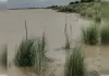 गंगा-कोसी के बढ़ते जलस्तर से नवगछिया में बाढ़-कटाव का संकट