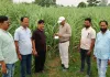 गन्ना बुवाई के साथ सा फसली की खेती अवश्य करें - मनोज चंदेल