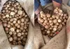 डीआरआई ने सुपारी आयात में 2500 करोड़ की धोखाधड़ी का किया भंडाफोड़