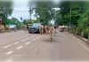 धमतरी में हाईवे सर्विलेंस टीम सक्रिय, ब्लैक स्पॉट पर रहेगी नजर