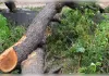 बिना अनुमति पेड़ काटने पर निगम की कार्रवाई, कंपनी पर लगा लाखों का जुर्माना