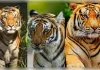 मप्र के पेंच टाइगर रिजर्व में बढ़ा बाघों का कुनबा, 10 वर्षों में करीब दोगुनी हुई संख्या