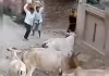घर के बाहर खेल रहे बच्चे पर छुट्टा गाय ने किया हमला, सिविल में भर्ती