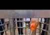 खेरेश्वर धाम में उमड़ा आस्था का जनसैलाब