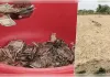  चोरी के डर से खेत में गाड़े 5 लाख, जगह भूल गया किसान