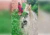 नाली के टूटे ढक्कन से हादसे का भय