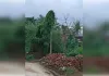 बिजली के पोल पर चढ़ी बेल बनी खतरा, रावण के पुतले जैसा दिखा पोल