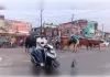 बेकाबू आवारा पशुओं का जमावड़ा, हादसों को न्योता दे रहे खूंखार सांड