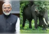 भारत में दुनिया के 60% से अधिक जंगली हाथी, पीएम मोदी ने जताया गर्व