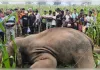 फसल बचाने को खेत में बिछाए बिजली के तार, हाथियों का झुंड निकला