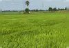 बारिश ने किसानों के चेहरे खिलाए, खेतों में लहराई धान की फसल