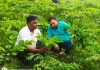 सूरन की खेती से बढ़ रही है किसानों की आमदनी, कम क्षेत्र में बेहतर उत्पादन का लाभ