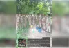 बगीचे व तालाब किनारे दबिश, 100 किग्रा लहन किया नष्ट