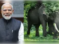 भारत में दुनिया के 60% से अधिक जंगली हाथी, पीएम मोदी ने जताया गर्व