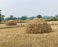 खेतों में रखी है धान फसल की खरही, मजदूर व मशीन नहीं मिलने से कटाई-मिंजाई प्रभावित