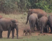 बोईरगांव व खल्लारी के जंगल में घूम रहे हैं 55 हाथी