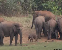40 हाथियों के दल ने धान फसल को पहुंचाया नुकसान, किसान परेशान