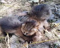 खेत में तेंदुए के शावक का शोर मचा, मिले जंगली बिल्ली के बच्चे