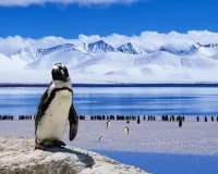 अंटार्कटिका में झुलस रहे जीव..