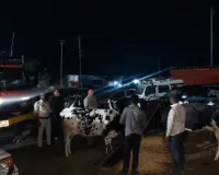 गोवंश से भरा ट्रक जब्त, महाराष्ट्र ले जाया जा रहा था,चार तस्कर गिरफ्तार