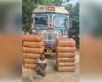 सुलतानपुर में एसटीएफ की बड़ी कार्रवाई, 360 किलो गांजा संग तस्कर गिरफ्तार