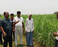सामान्य से कहीं अधिक तापमान, कृषक अपने गन्ना प्लांट की करें सिंचाई - लवकुश सिंह चौहान