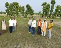 प्रगतिशील किसान के तीन एकड़ प्रक्षेत्र में डीएसआर पद्धति से करायी गई धान की बुवाई