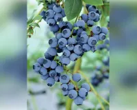 सेब पर मौसम की मार, हिमाचल में ब्लूबेरी को बनाया जा रहा नया विकल्प