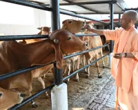 गोरखनाथ मंदिर प्रवास के दौरान गुड़-रोटी खिलाकर मुख्यमंत्री योगी ने की गोसेवा