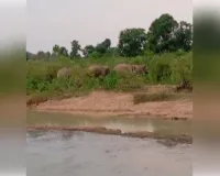 छत्तीसगढ़ की सीमा लांघ कर चार हाथियों का समूह 37 दिनों बाद फिर पहुंचा अनूपपुर
