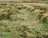 बेमौसम बारिश से फसलों को भारी नुकसान, कृषि मंत्री ने दिए आकलन के निर्देश