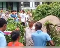 असम में ट्रांसफॉर्मर के संपर्क में आने से जंगली हाथी की मौत