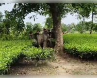 हाथियों के झुंड से बिछड़ा हाथी का शावक गांव में पहुंचा, ग्रामीणों में दहशत