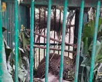 एक महीने में चौथा तेंदुआ वन विभाग के पिंजरे में कैद, ग्रामीणों ने ली राहत की सांस