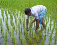  बारिश और धान की खेती पैदावार पर कितना फर्क पड़ता है?