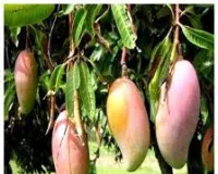 बाग में कैसे उगा सकते हैं तोतापरी मैंगो? सीजन में होगा बंपर मुनाफा
