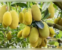 कटहल  की खेती खत्म हो जाएगी सब्जी की टेंशन और मिलेगा मोटा दाम