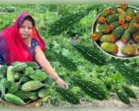 करेला इस तरह से बनाएं निकल जाता है सारा कड़वापन
