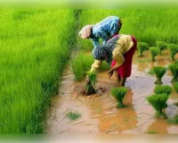 कम बारिश के बीच कृषि विभाग ने किसानों के लिए जारी की एडवाइजरी