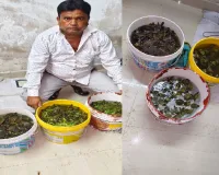 यूपी एसटीएफ का बड़ा एक्शन: 171 दुर्लभ कछुओं के साथ अंतरराष्ट्रीय तस्कर गिरफ्तार, चीन तक फैला था नेटवर्क