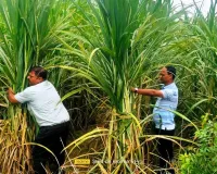 गन्ना बंधाई पर दे कृषक विशेष ध्यान नहीं तो घटेगा उत्पादन