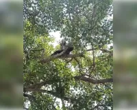 न्याय न मिलने पर आहत युवक तहसील परिसर में लगे पीपल के पेड़ पर चढ़कर दी आत्महत्या की धमकी