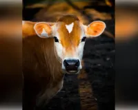 याेगी सरकार की पहल पर कानपुर में संवर रही 'गोवंश की सेहत