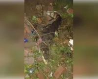 उरई : तालाब के पास निकला मगरमच्छ, ग्रामीणों ने कड़ी मशक्कत के बाद पकड़कर वन विभाग को सौंपा