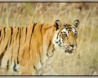 बाघ संरक्षण में भारत ने बनाई वैश्विक पहचान; 3,682 बाघों के साथ दुनिया में अव्वल