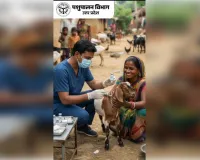 22 जुलाई से शुरू होगा एफएमडी टीकाकरण अभियान, गांव-गांव पहुंचेंगी पशु विभाग की टीमें