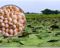 मखाने की खेती पर कितनी सब्सिडी?