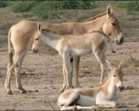 व्यंग्य: जुगाड़ के अस्तबल में रेशमी गधे
